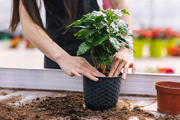 Plantes vertes d'intérieur