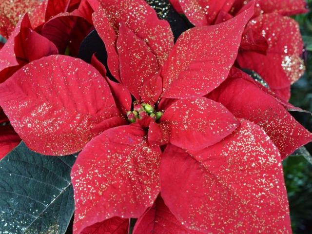 NOEL POINSETTIA  DIT ETOILES DE  NOEL FLEURISTE A CHEMILLE EN ANJOU