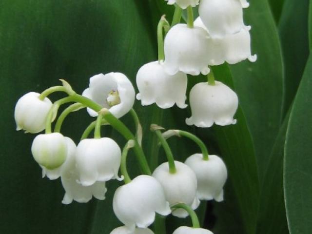 mercredi 1er mai  fleuriste à Chemillé en Anjou  horaires  d ouverture